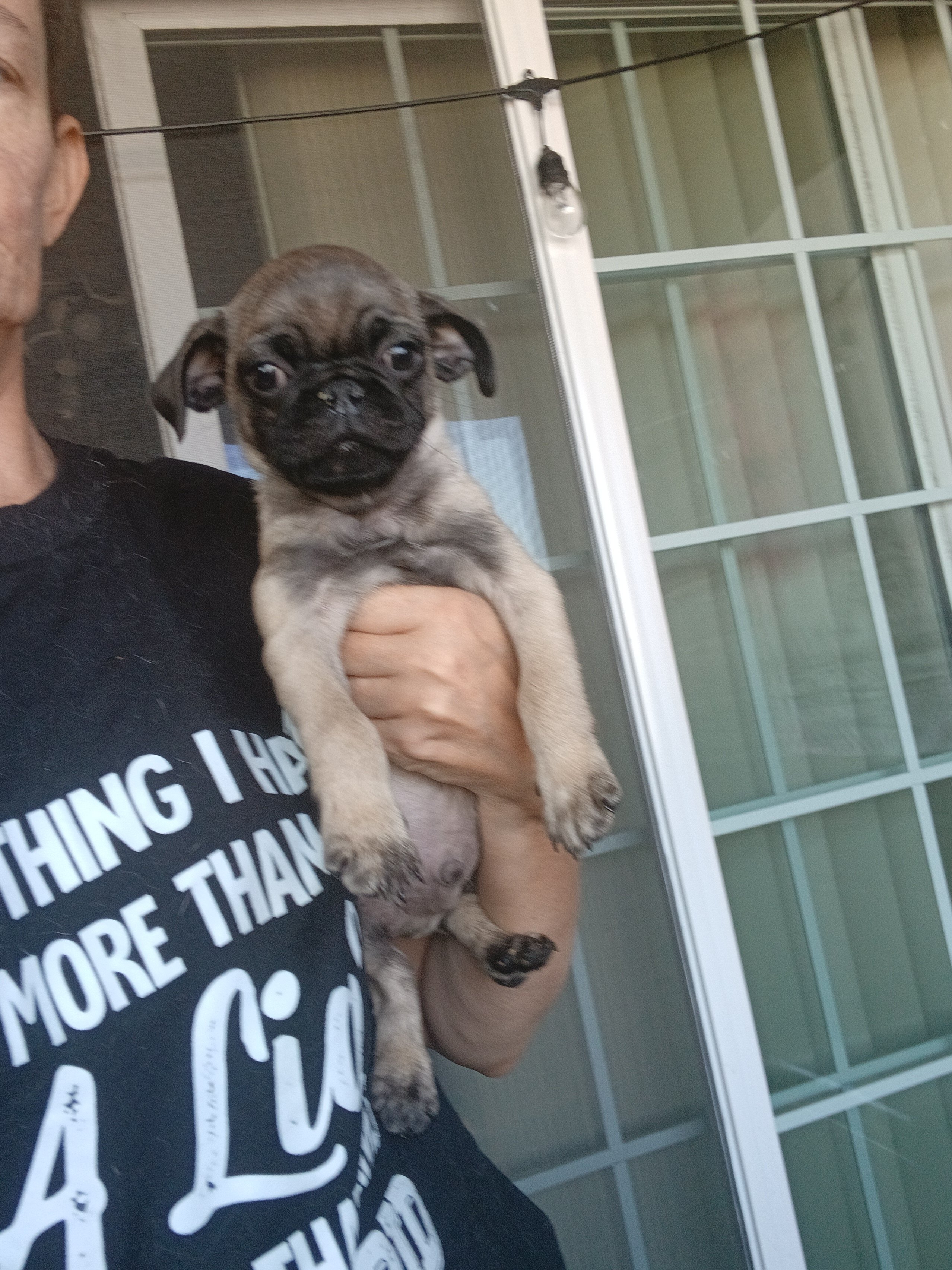 3 Pugs image 1
