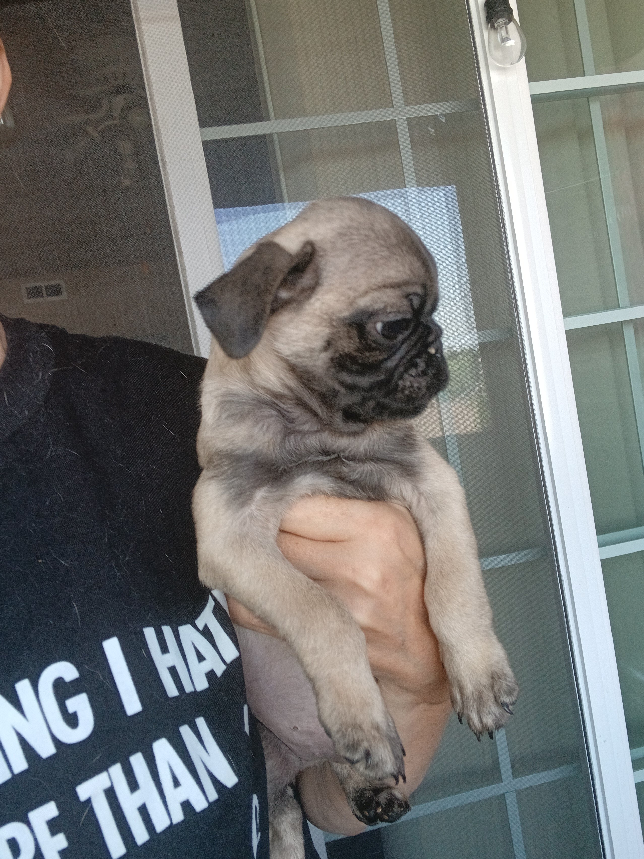 3 Pugs image 3