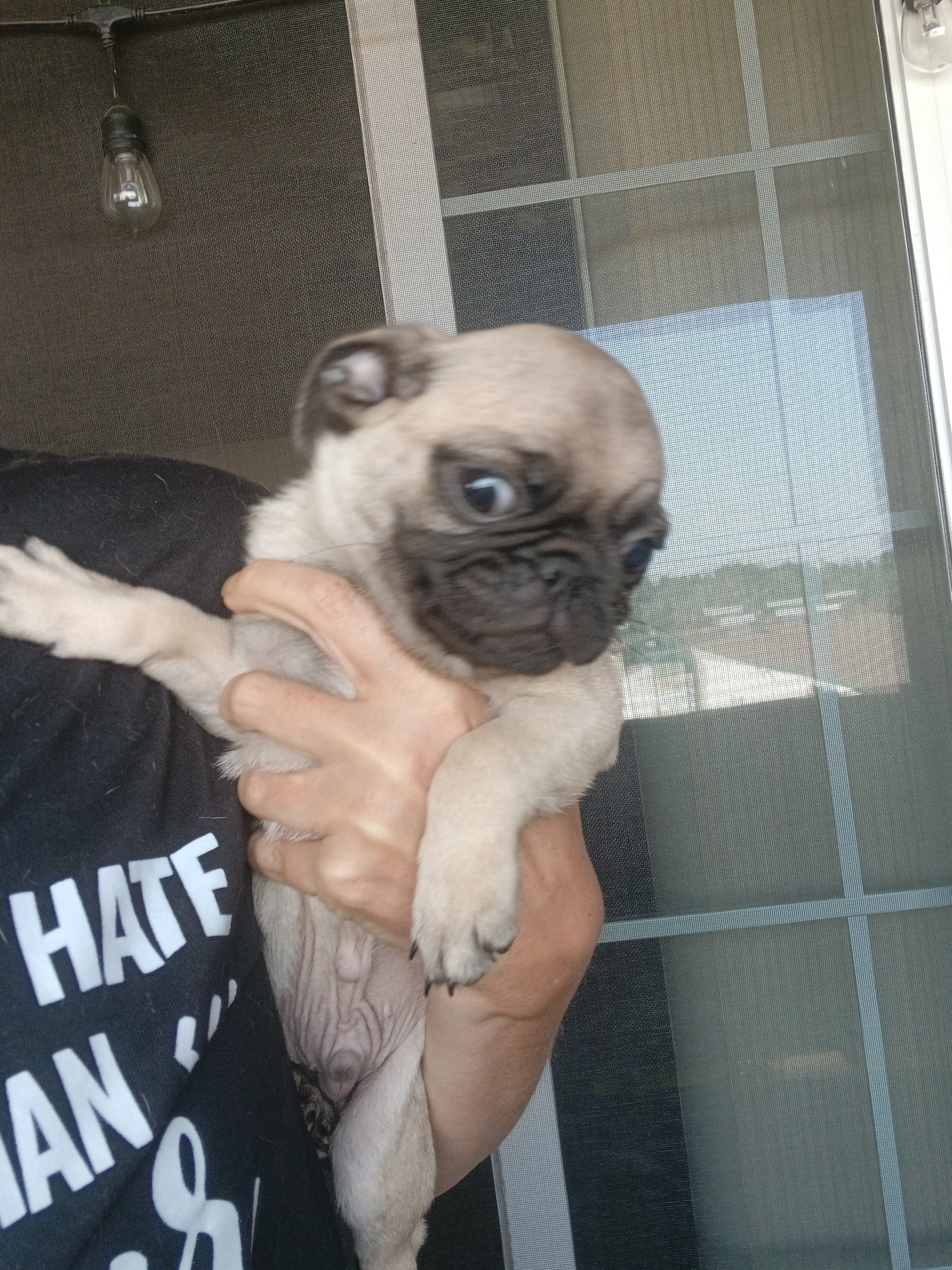3 Pugs image 5