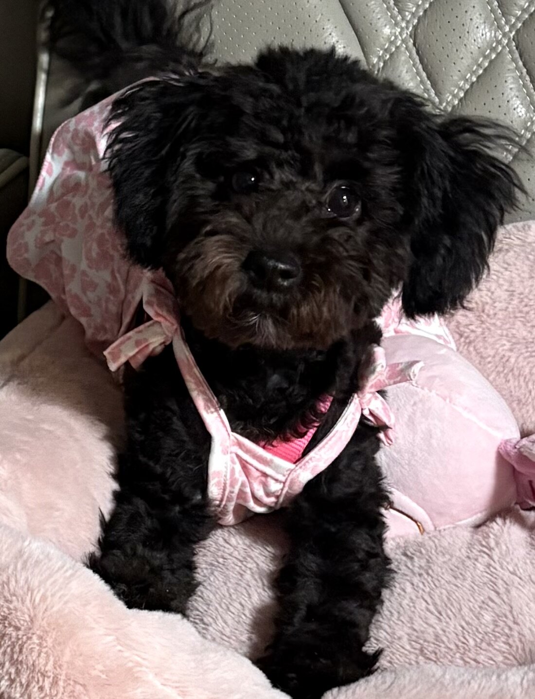 Adorable 6-Month-Old Female Maltipoo image 1