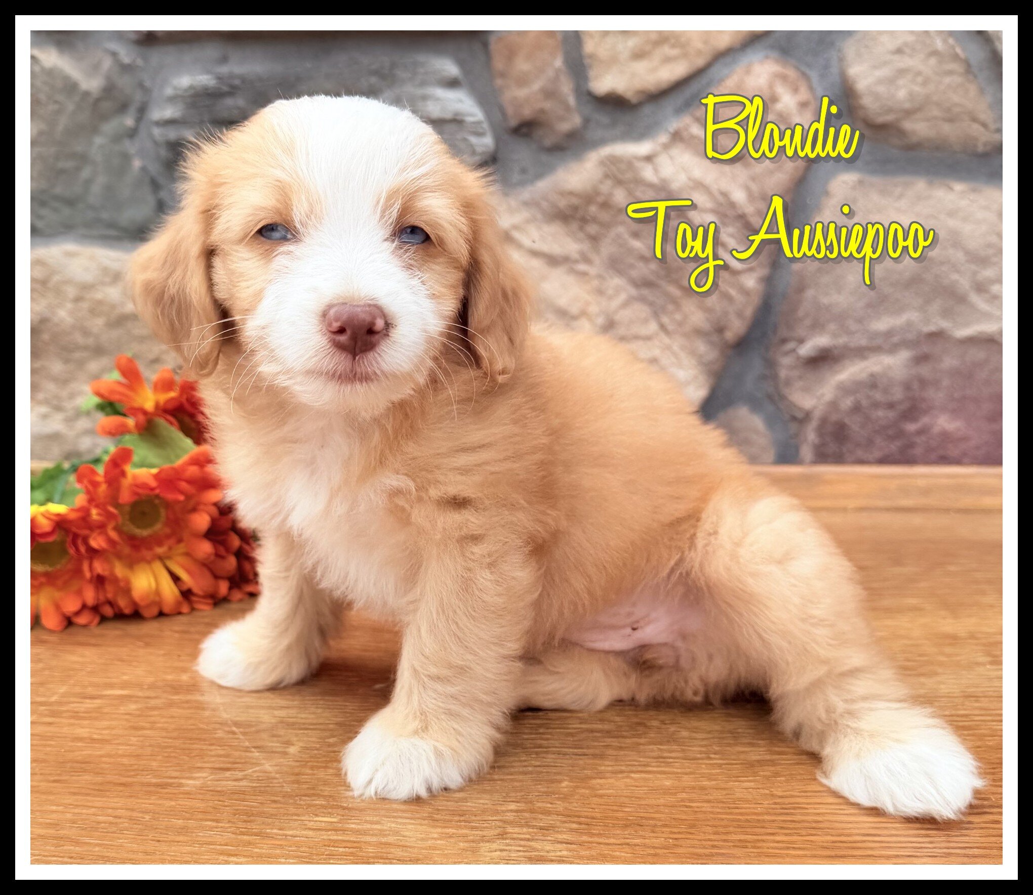 Blondie Female Toy Aussiepoo image 1