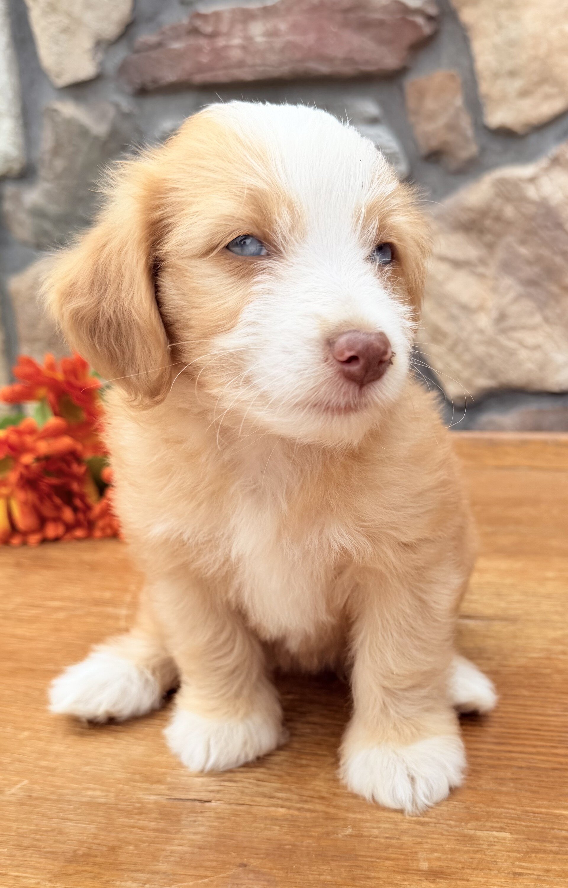Blondie Female Toy Aussiepoo image 3