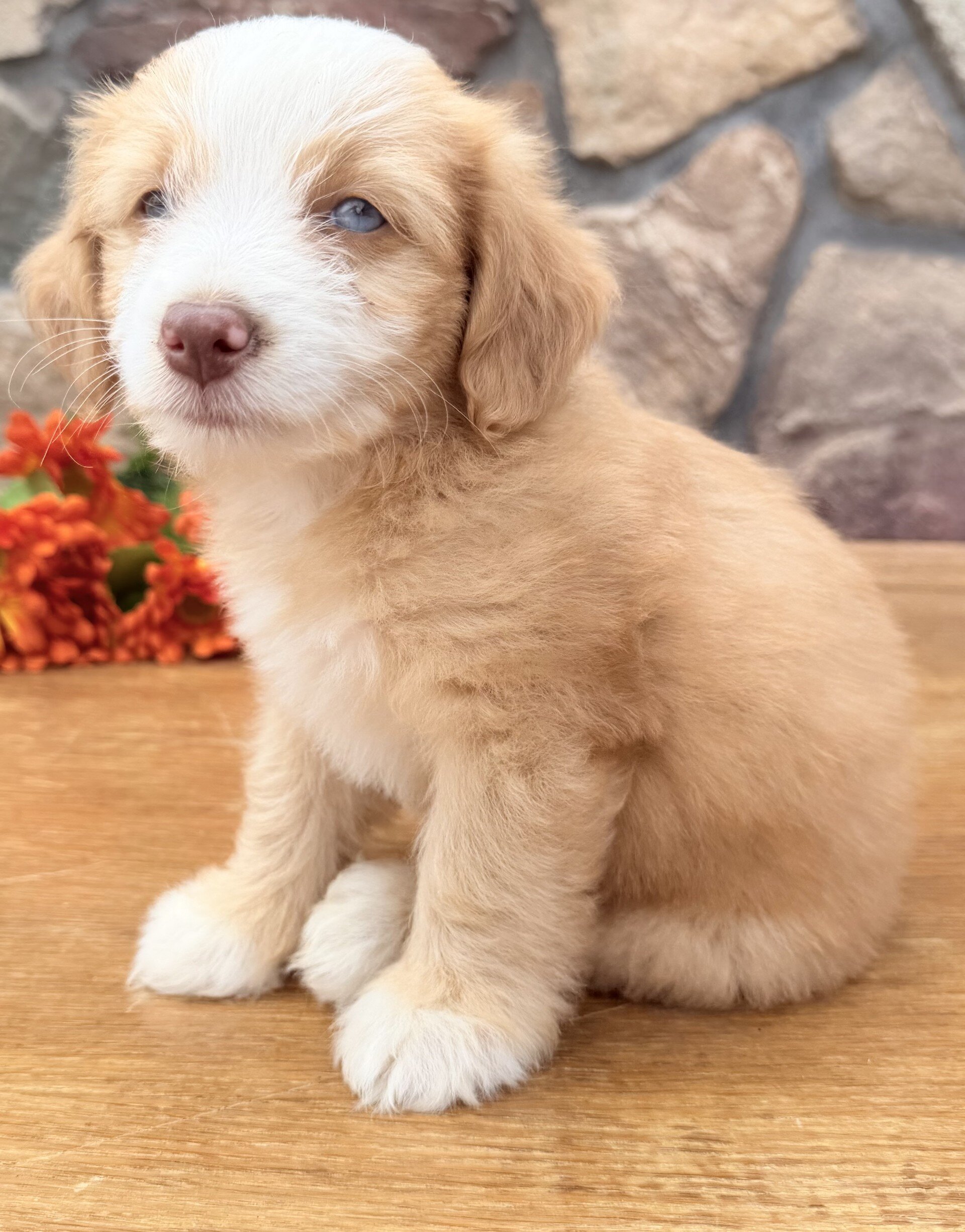 Blondie Female Toy Aussiepoo image 5