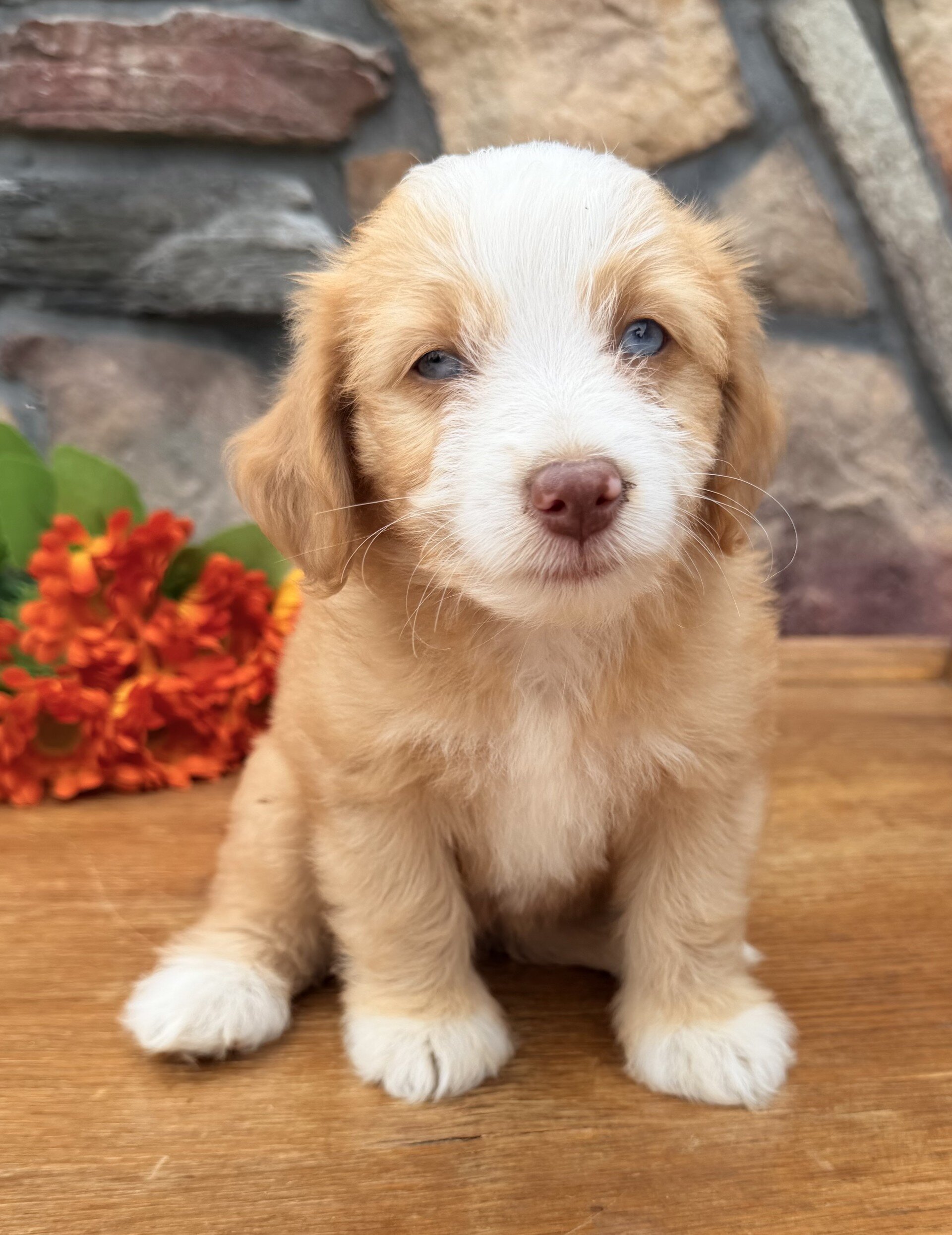 Blondie Female Toy Aussiepoo image 2
