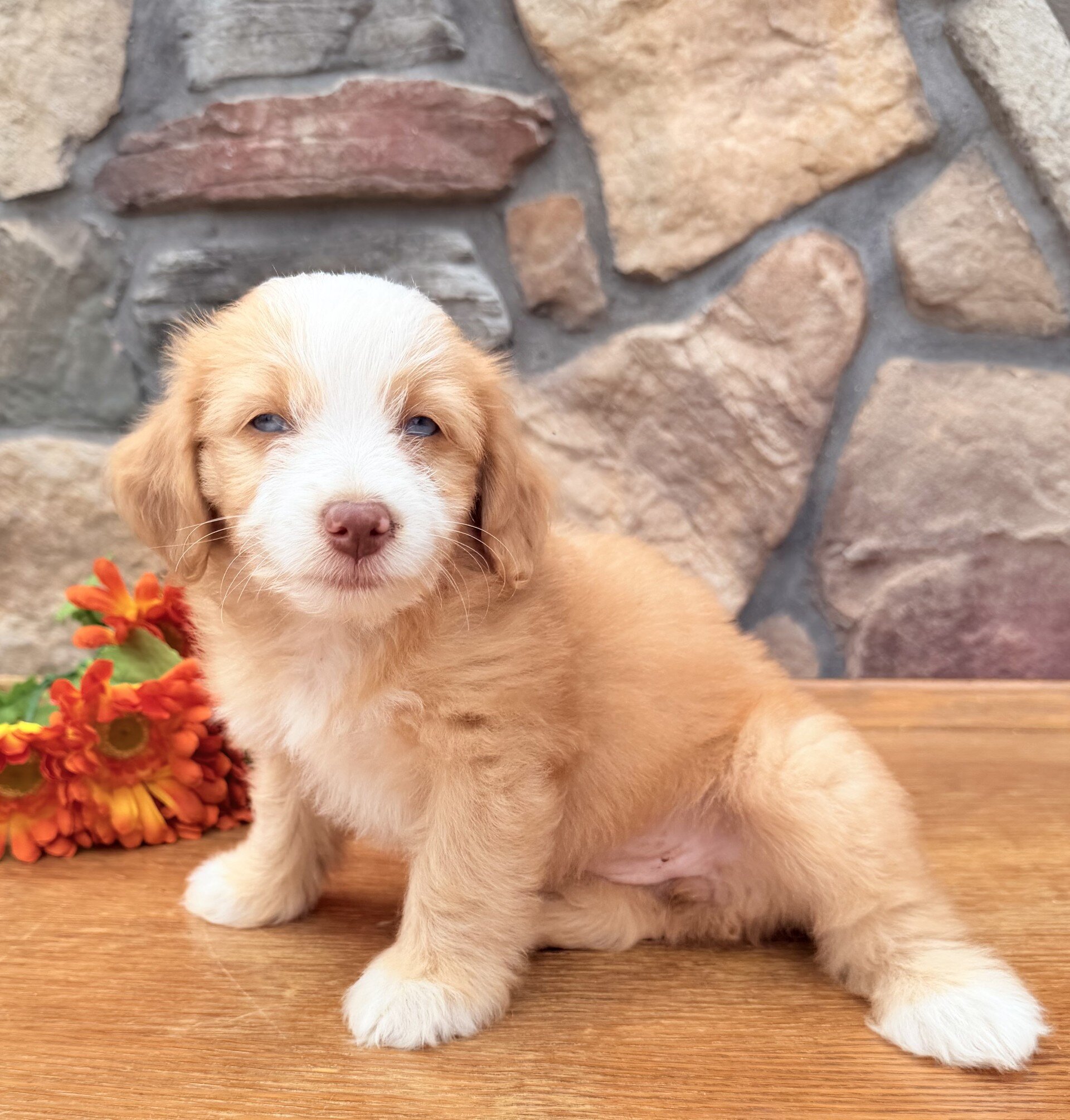 Blondie Female Toy Aussiepoo image 6