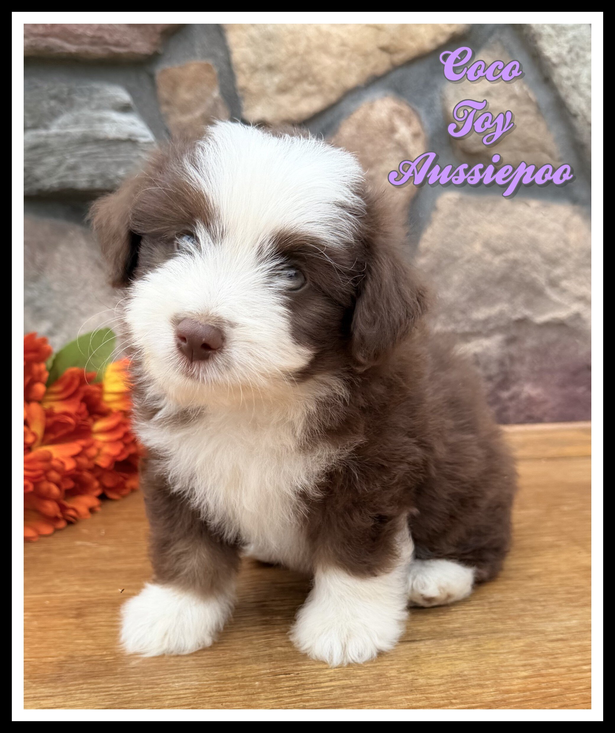 Coco Female Toy Aussiepoo image 1