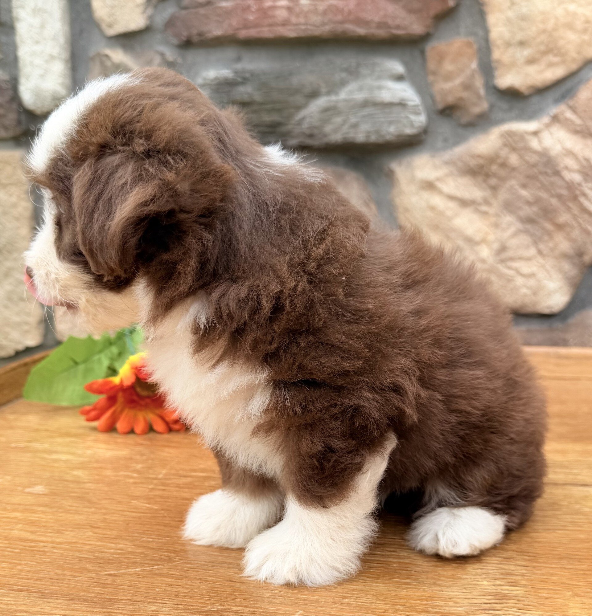 Coco Female Toy Aussiepoo image 4
