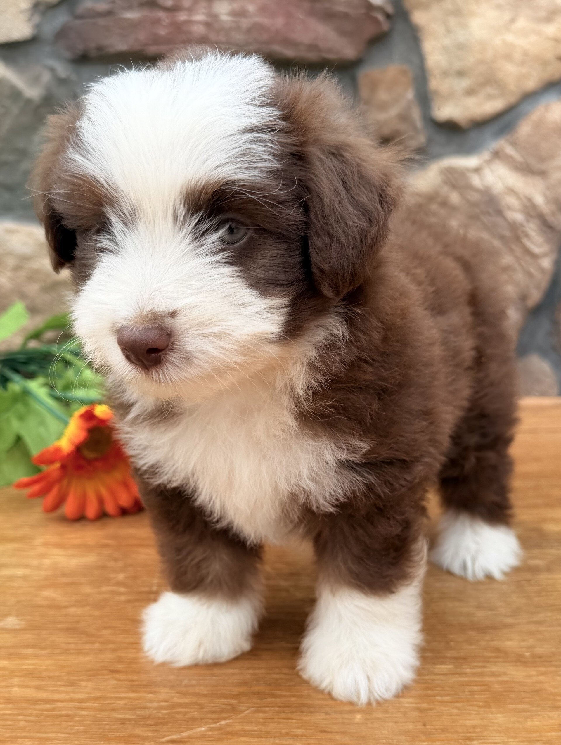 Coco Female Toy Aussiepoo image 5