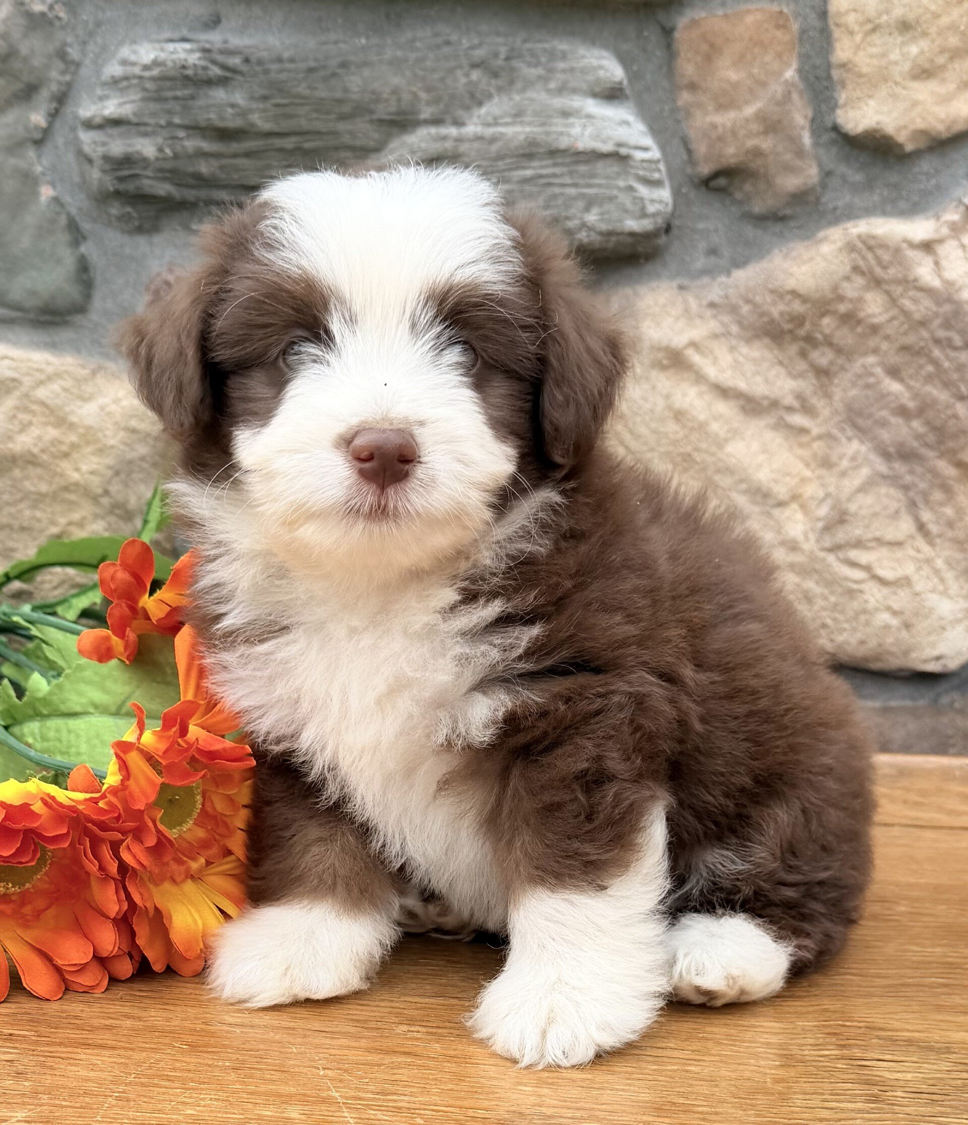 Coco Female Toy Aussiepoo image 2