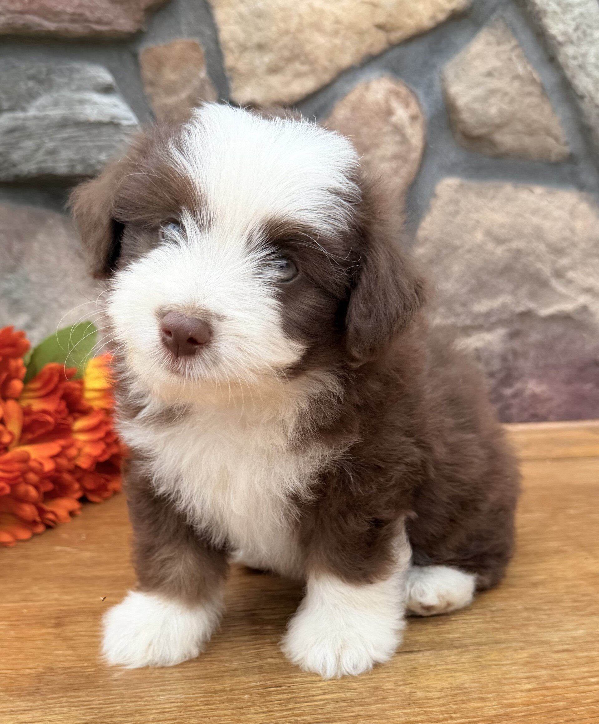 Coco Female Toy Aussiepoo image 3