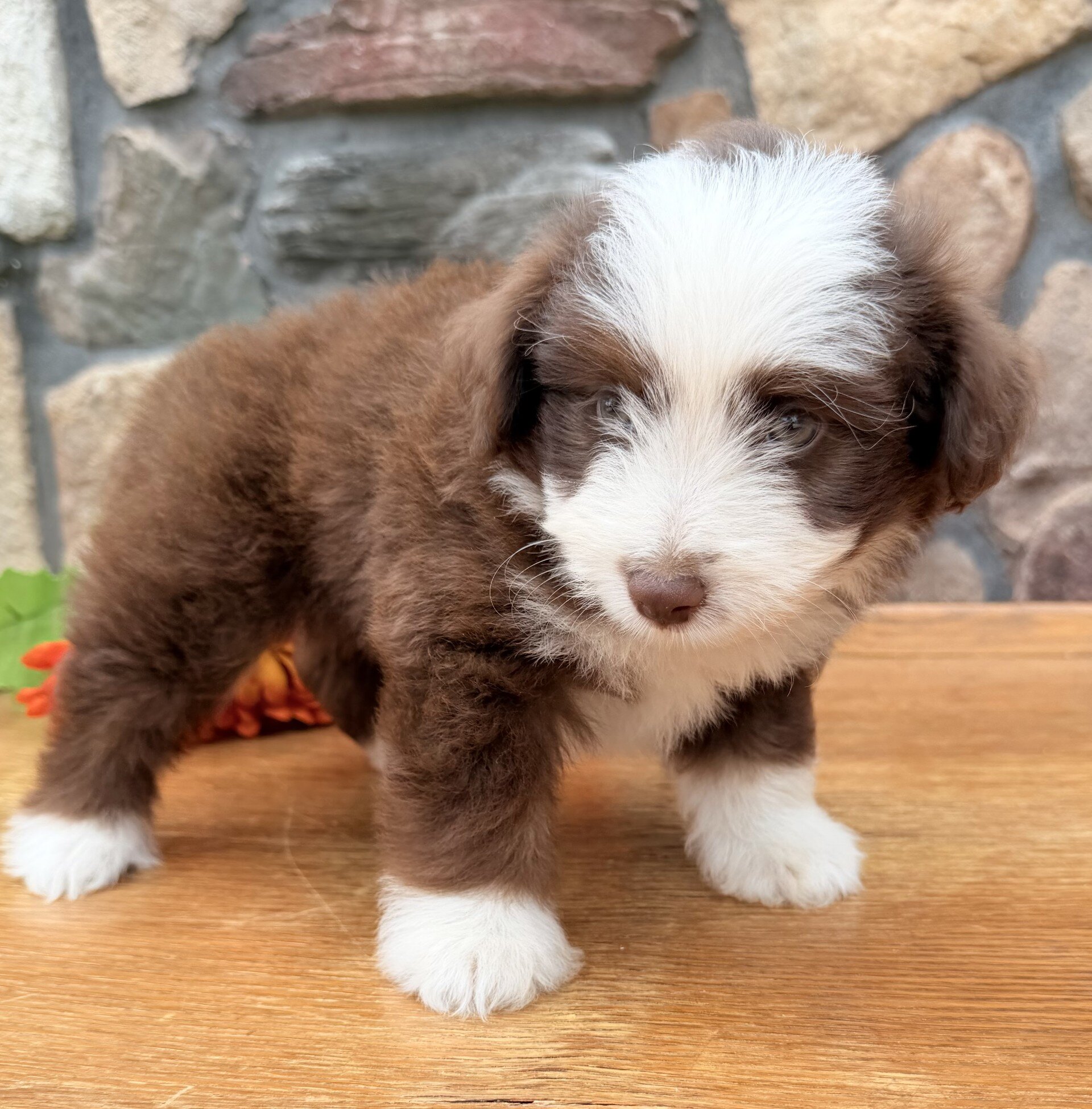 Coco Female Toy Aussiepoo image 6