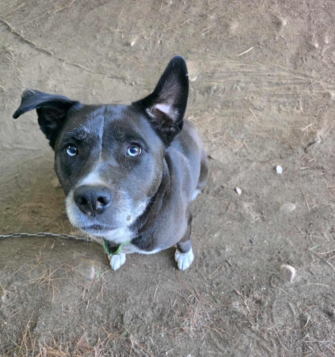 Husky-Lab/American Pitbull Terrier image 1