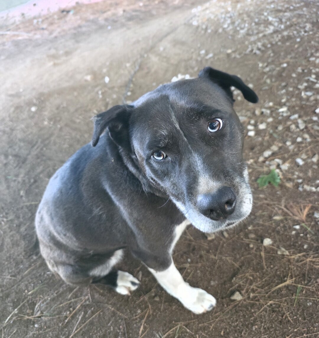 Husky-Lab/American Pitbull Terrier image 9