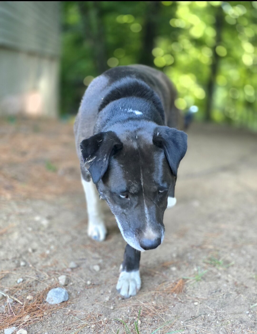 Husky-Lab/American Pitbull Terrier image 2