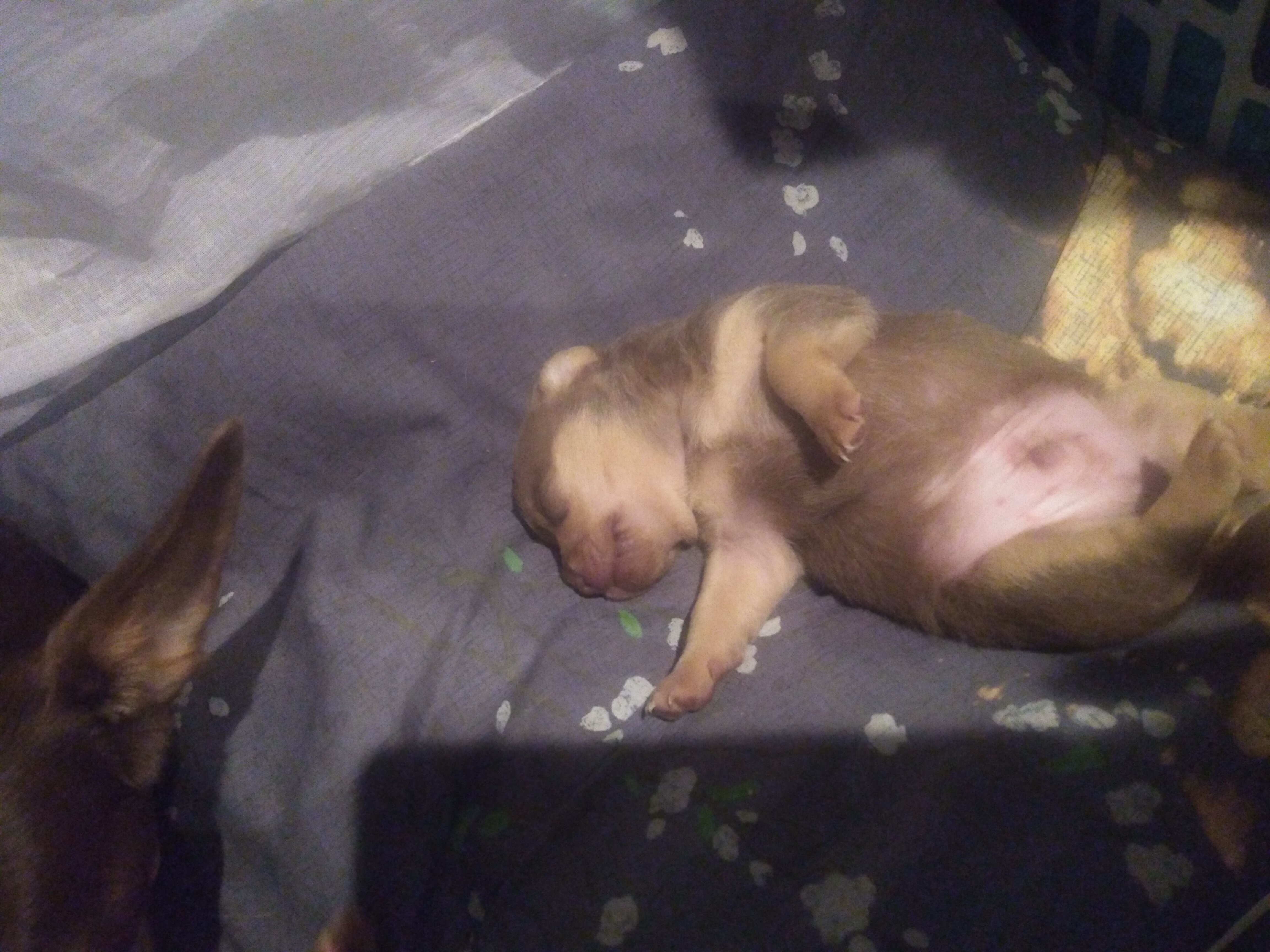 FEMALES MINIATURE PINCHER PUPPYS image 1