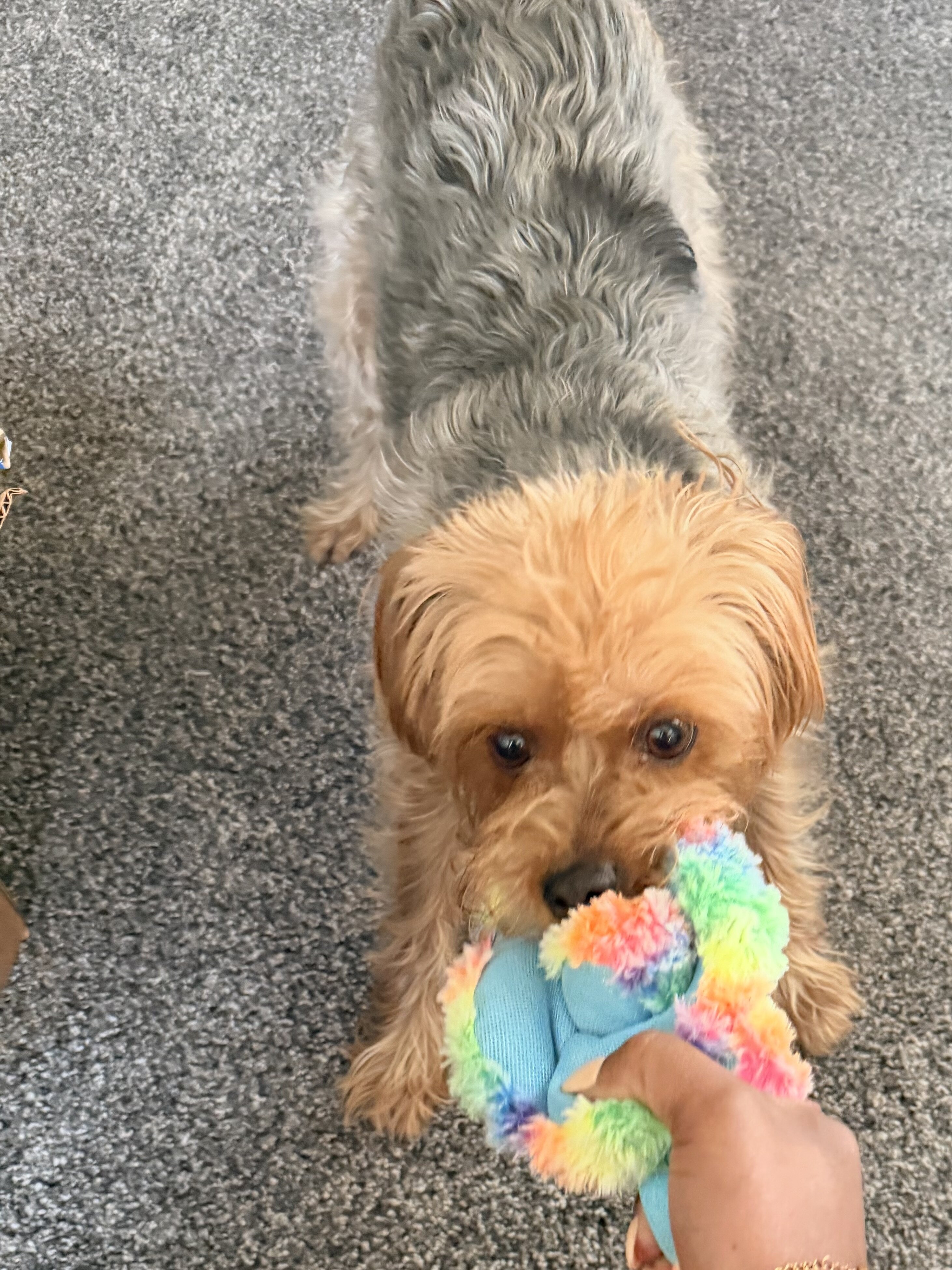 Yorkie image 1