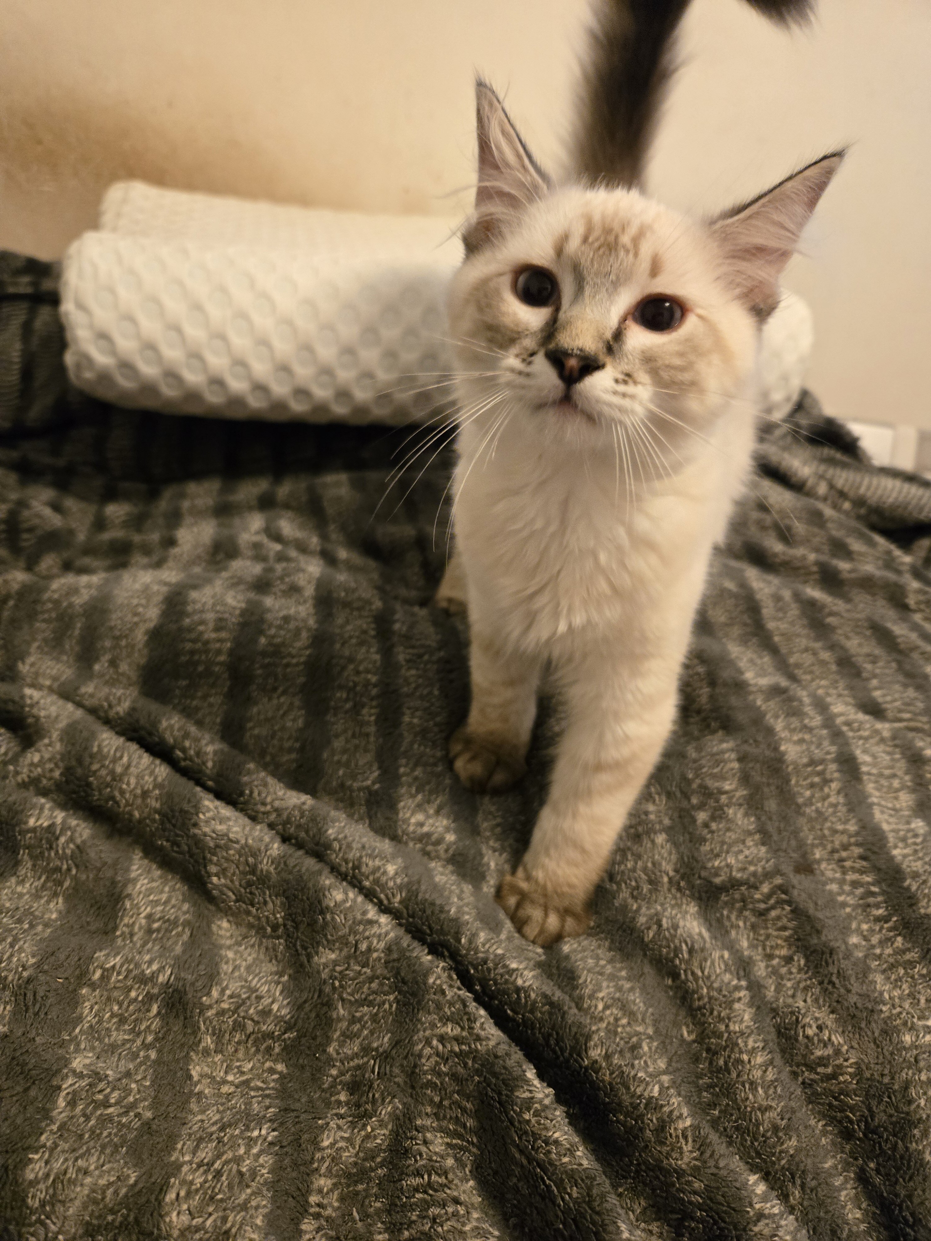 3 male Siamese / Ragdoll kittens image 8