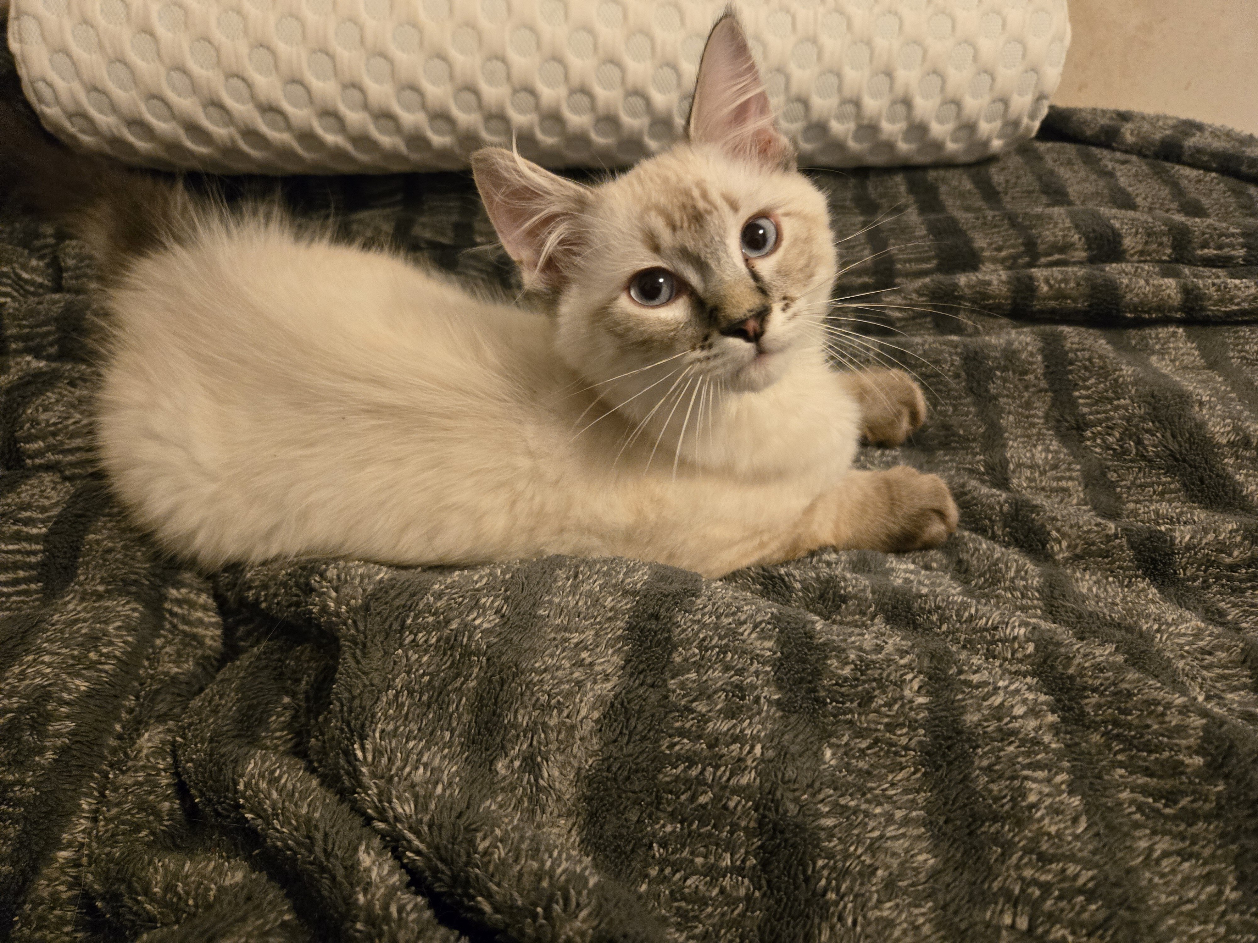 3 male Siamese / Ragdoll kittens image 7