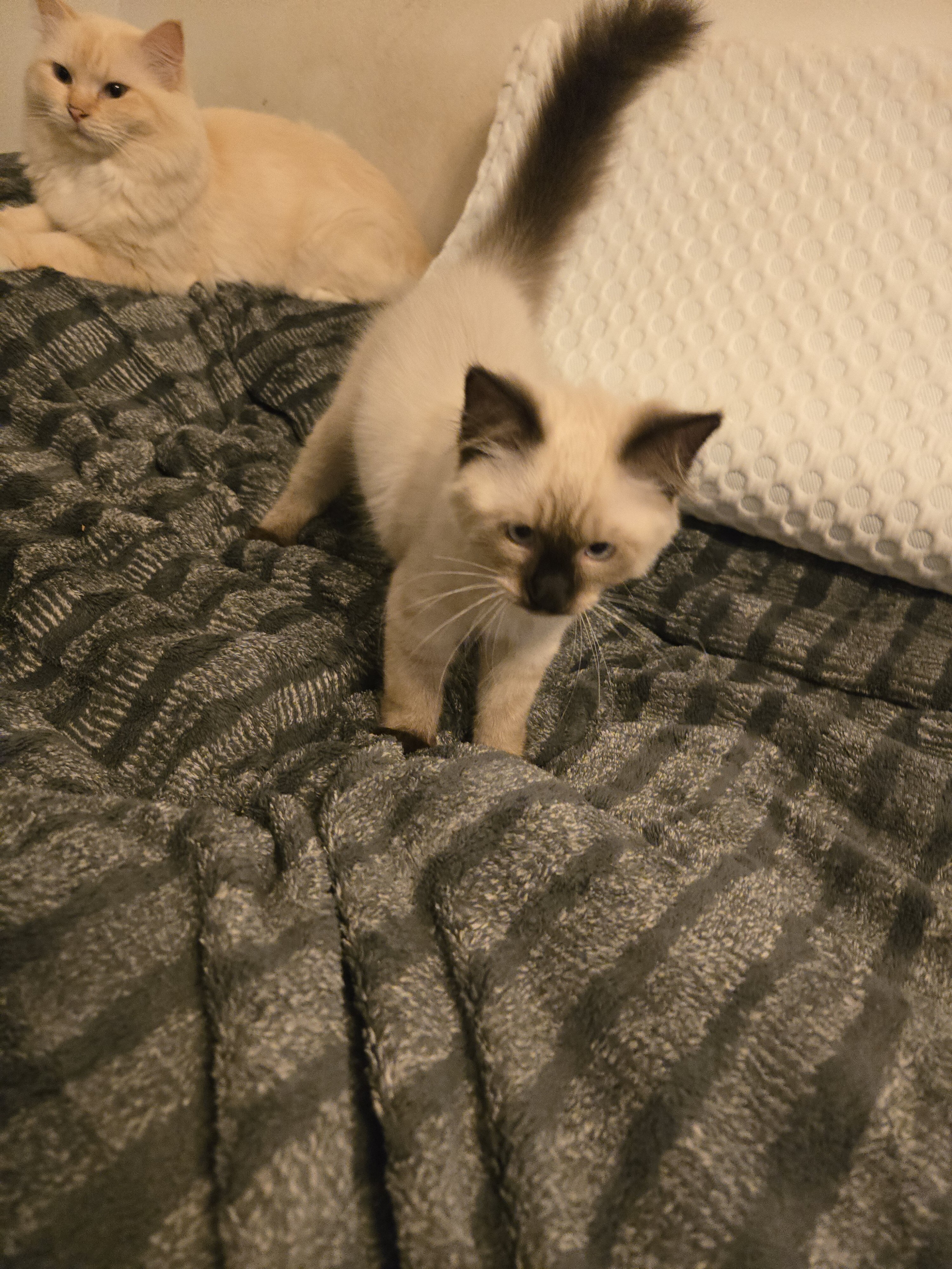 3 male Siamese / Ragdoll kittens image 6