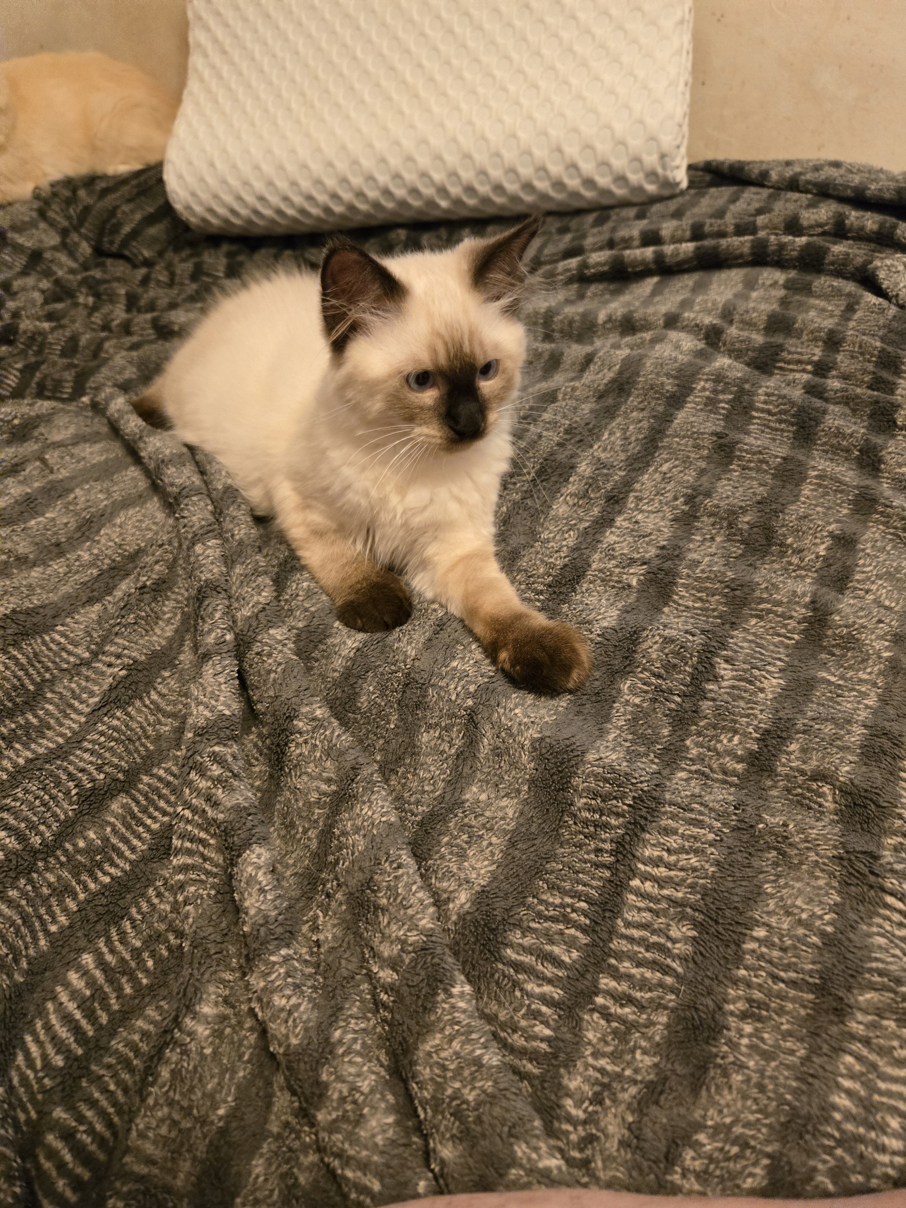 3 male Siamese / Ragdoll kittens image 5
