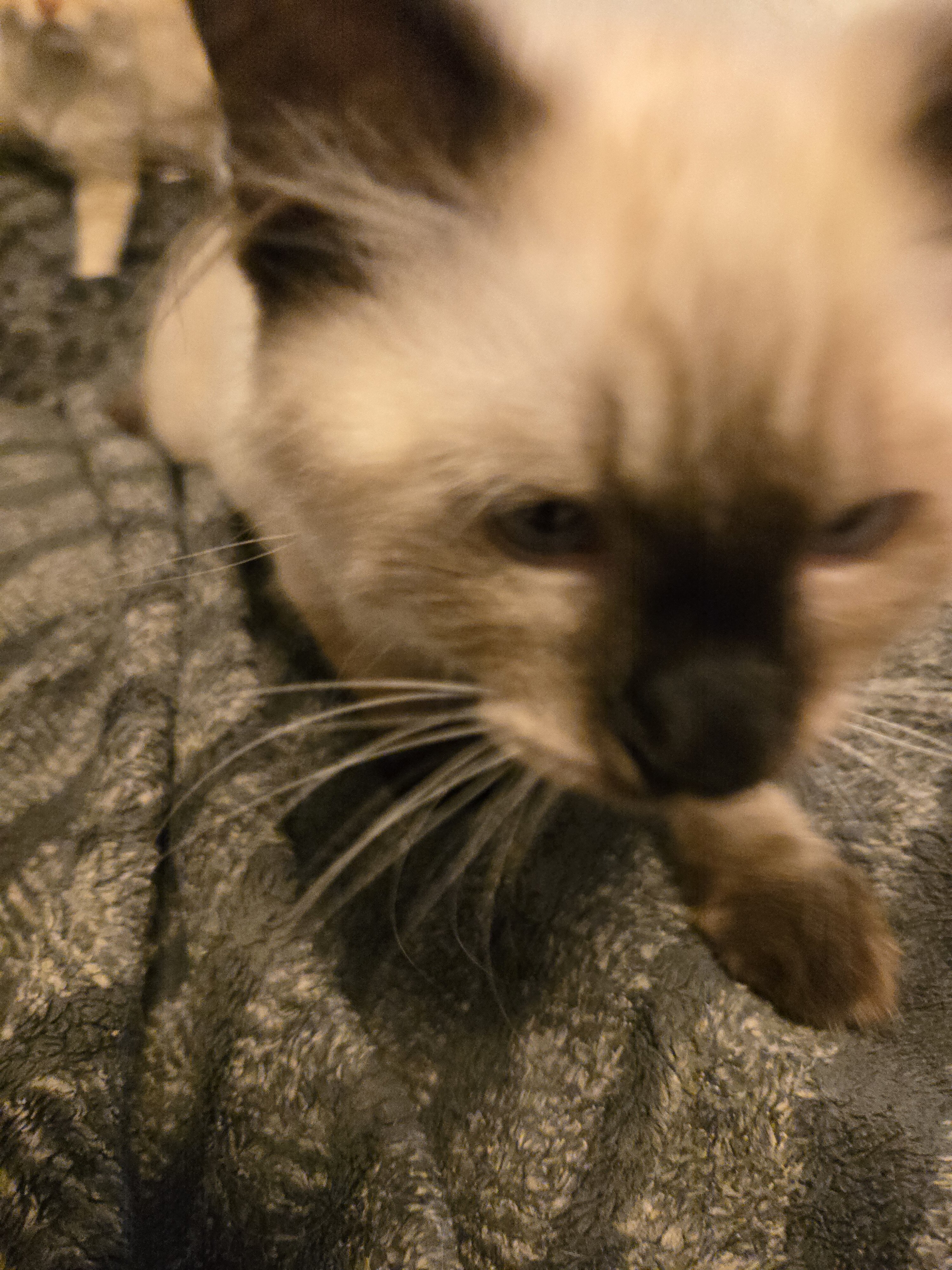 3 male Siamese / Ragdoll kittens image 4