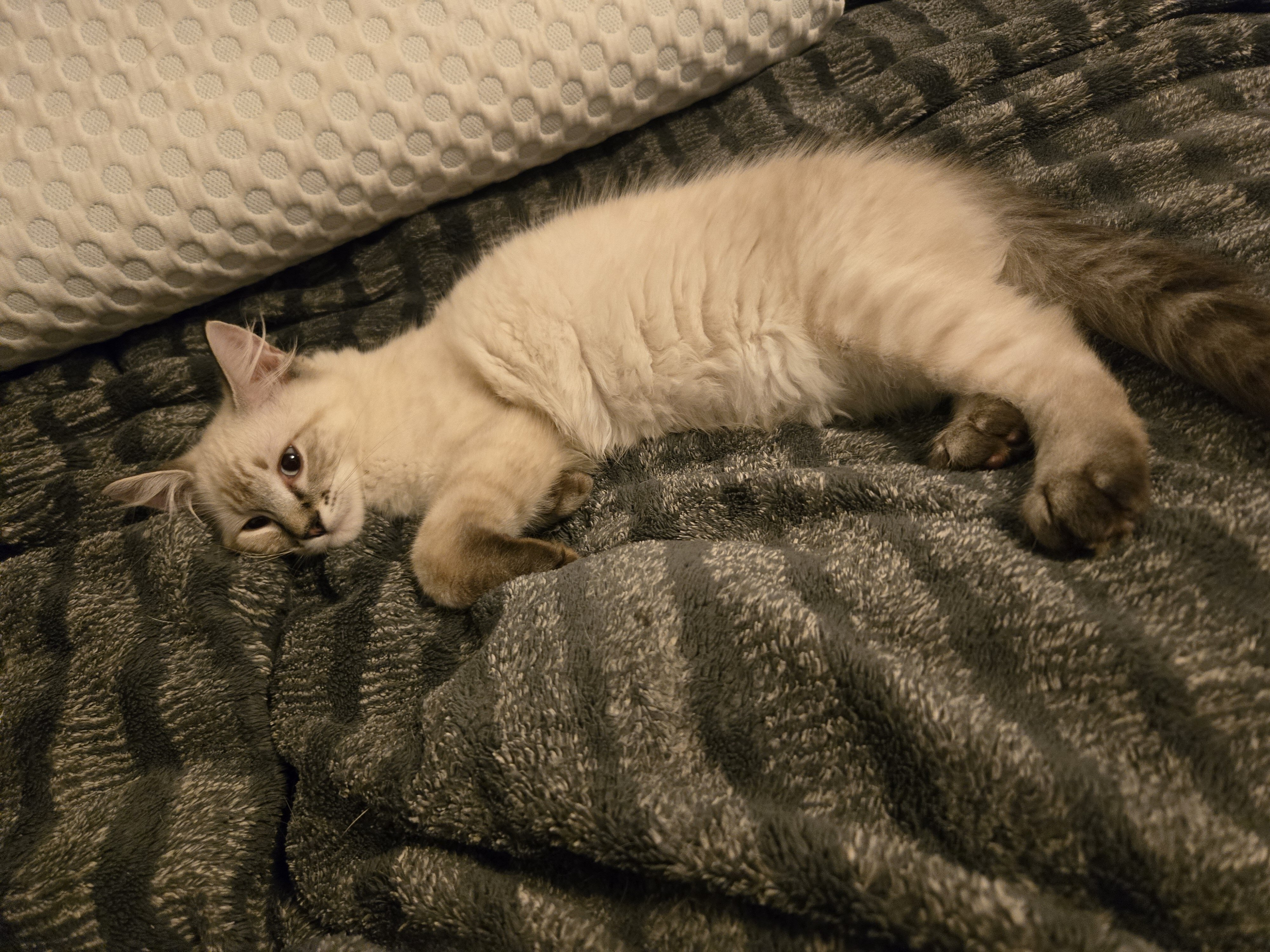 3 male Siamese / Ragdoll kittens image 3