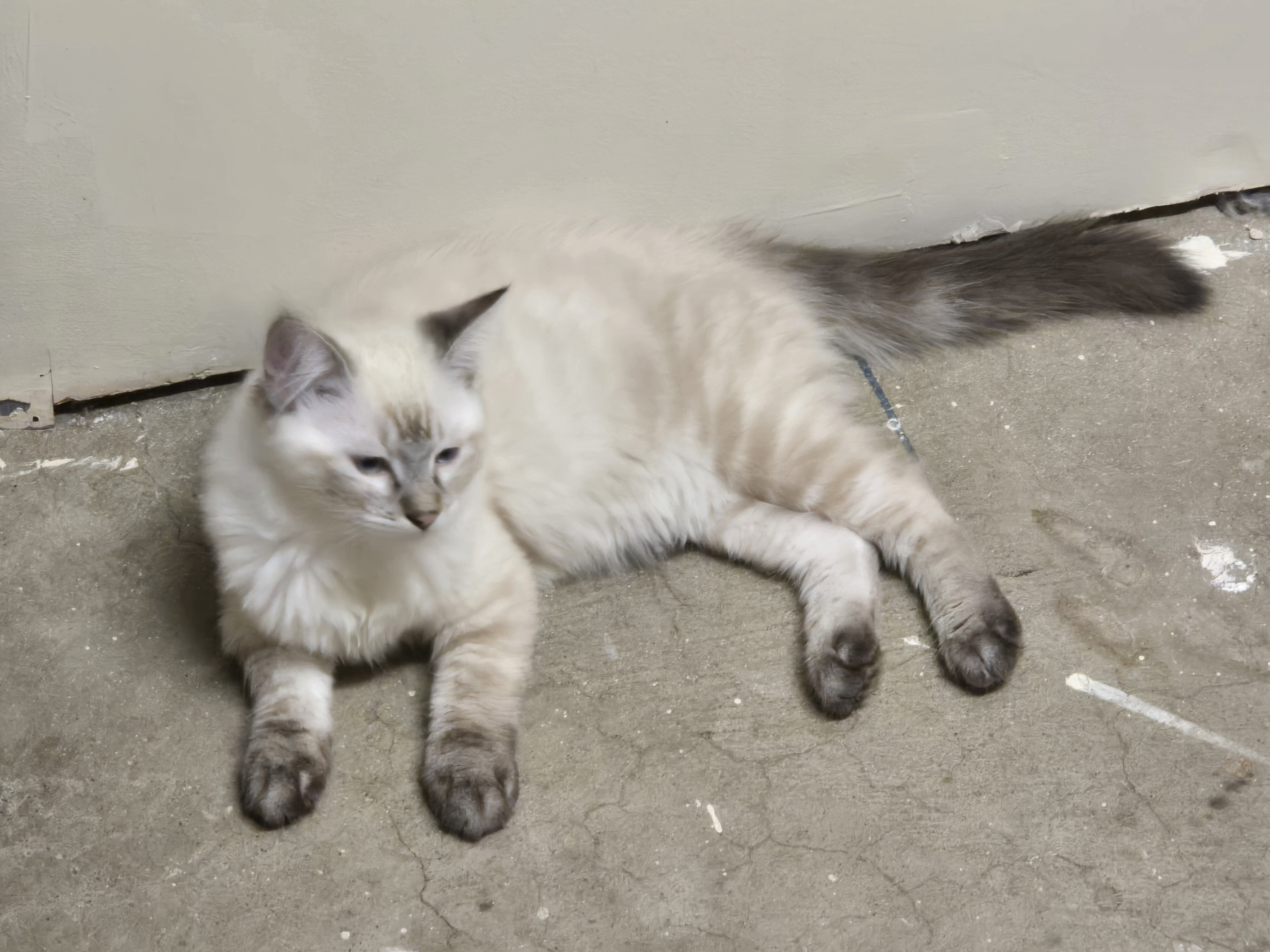 3 male Siamese / Ragdoll kittens image 2