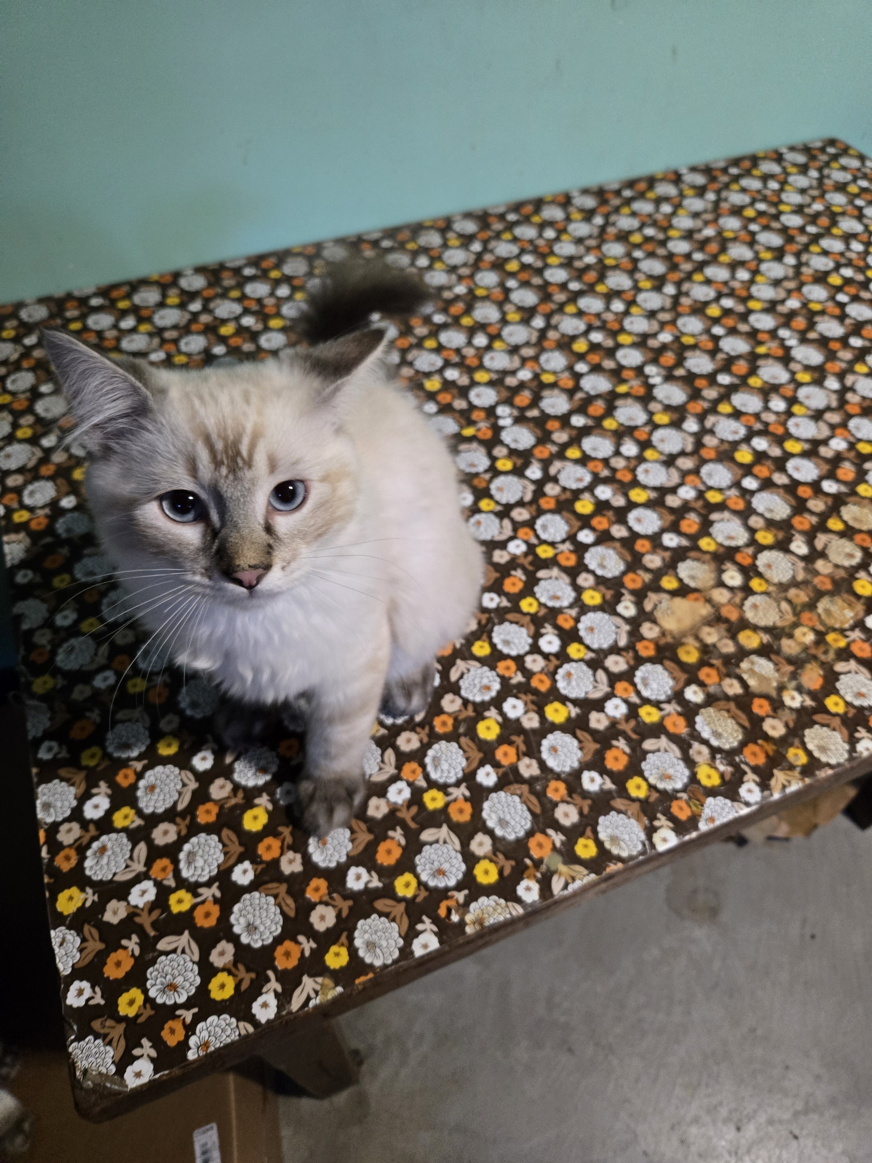 3 male Siamese / Ragdoll kittens image 1