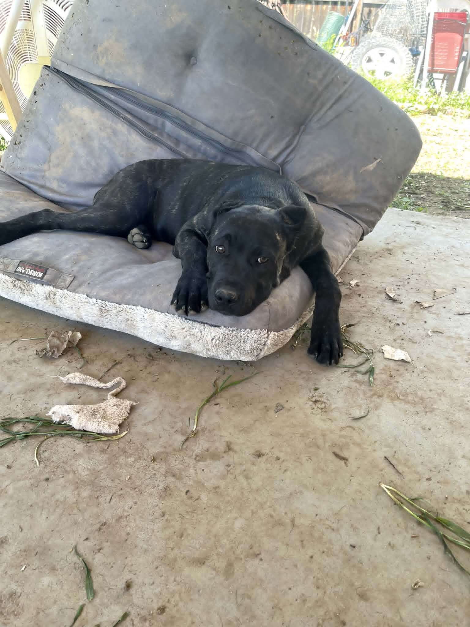 Cane Corso image 5