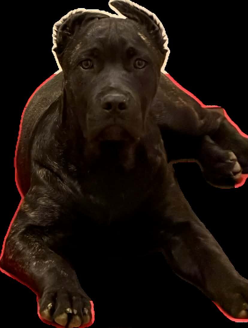 Cane Corso image 3