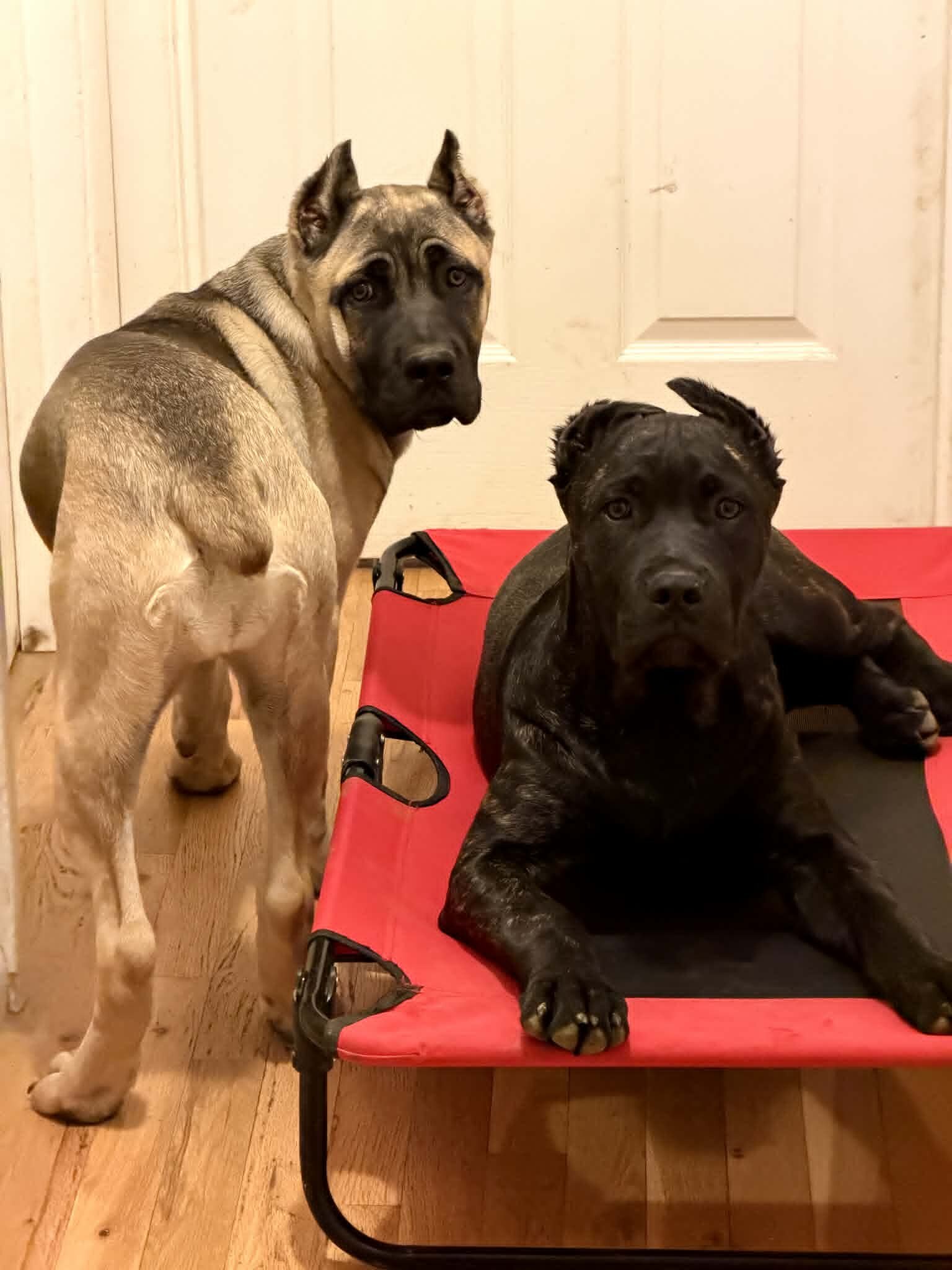 Cane Corso image 1