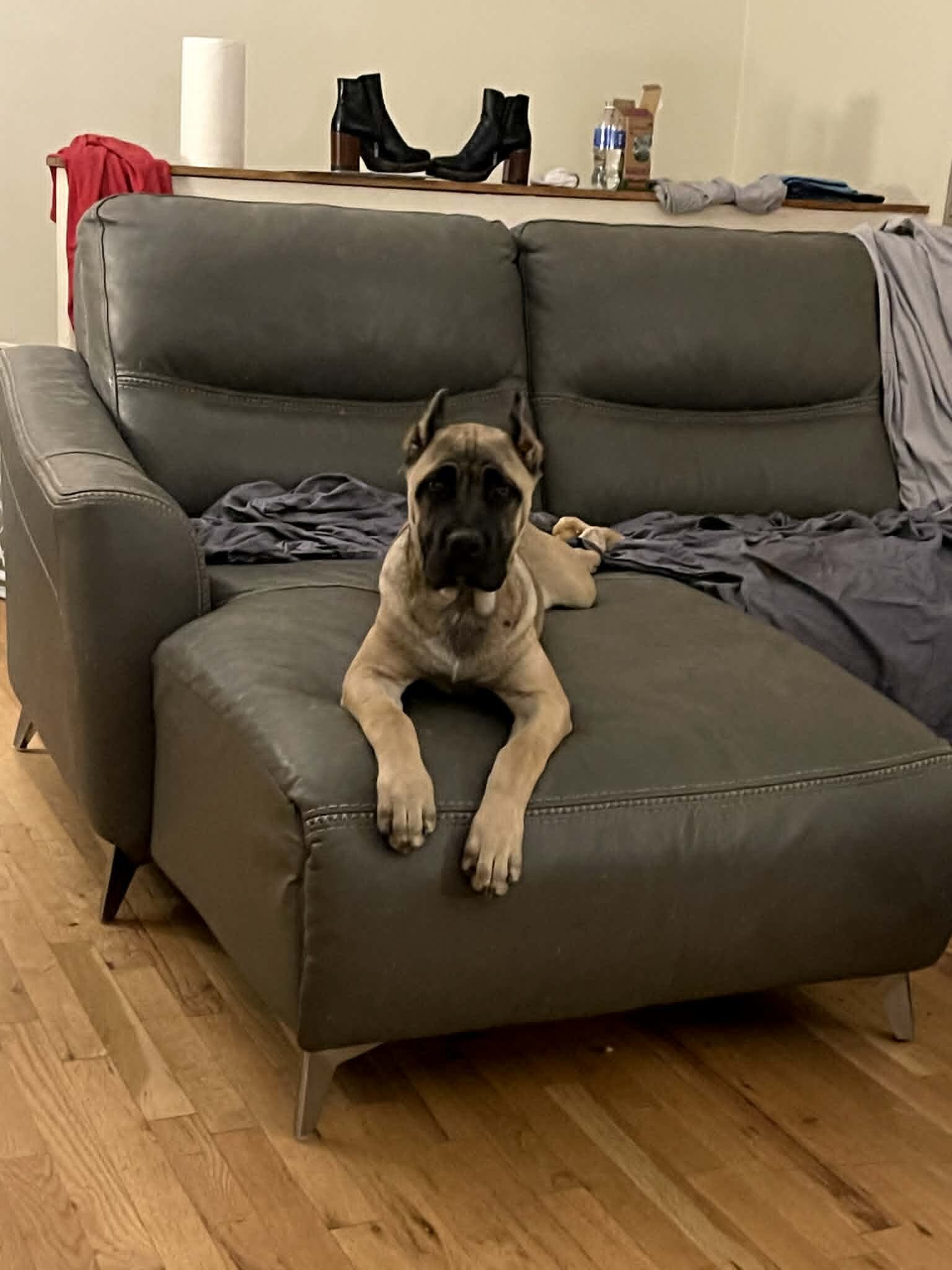Cane Corso image 4