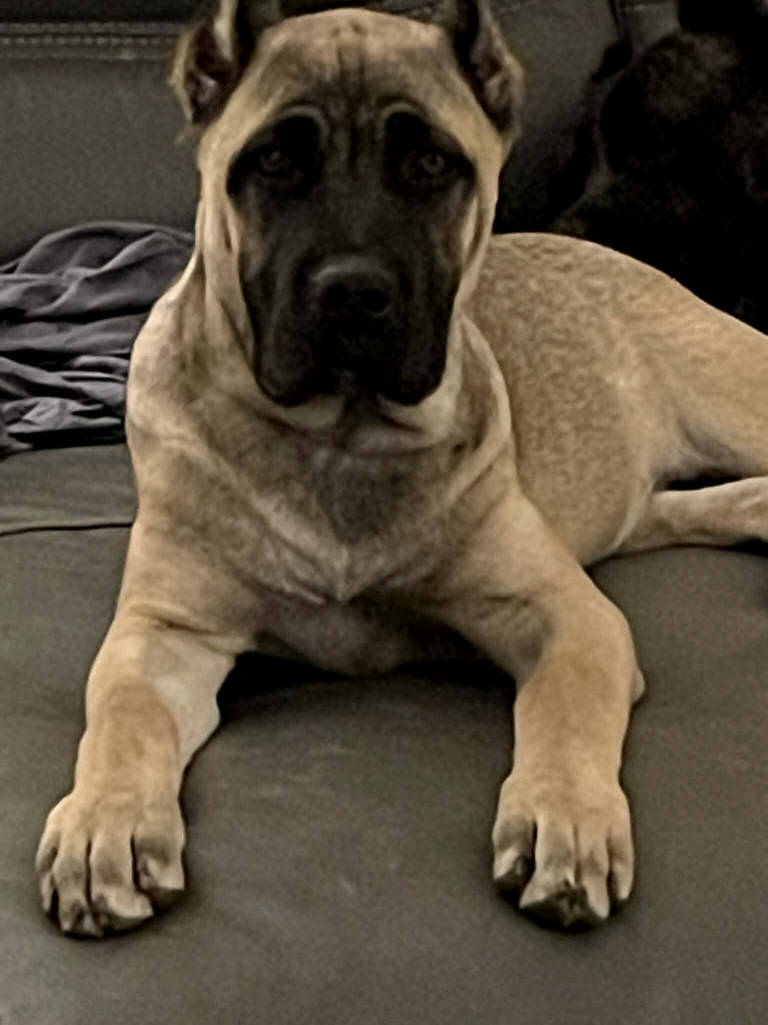 Cane Corso image 2