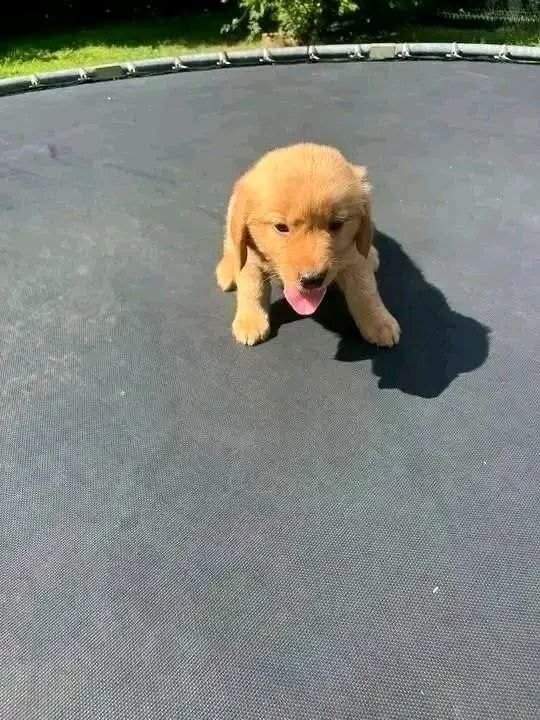 10-Week-Old Golden Retriever Puppy for Adoption image 3