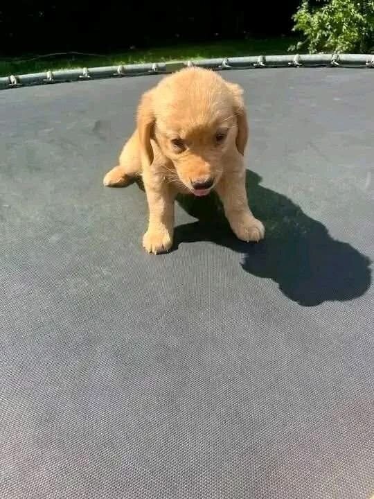 10-Week-Old Golden Retriever Puppy for Adoption image 5
