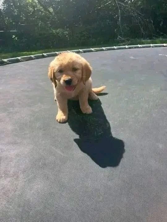 10-Week-Old Golden Retriever Puppy for Adoption image 1