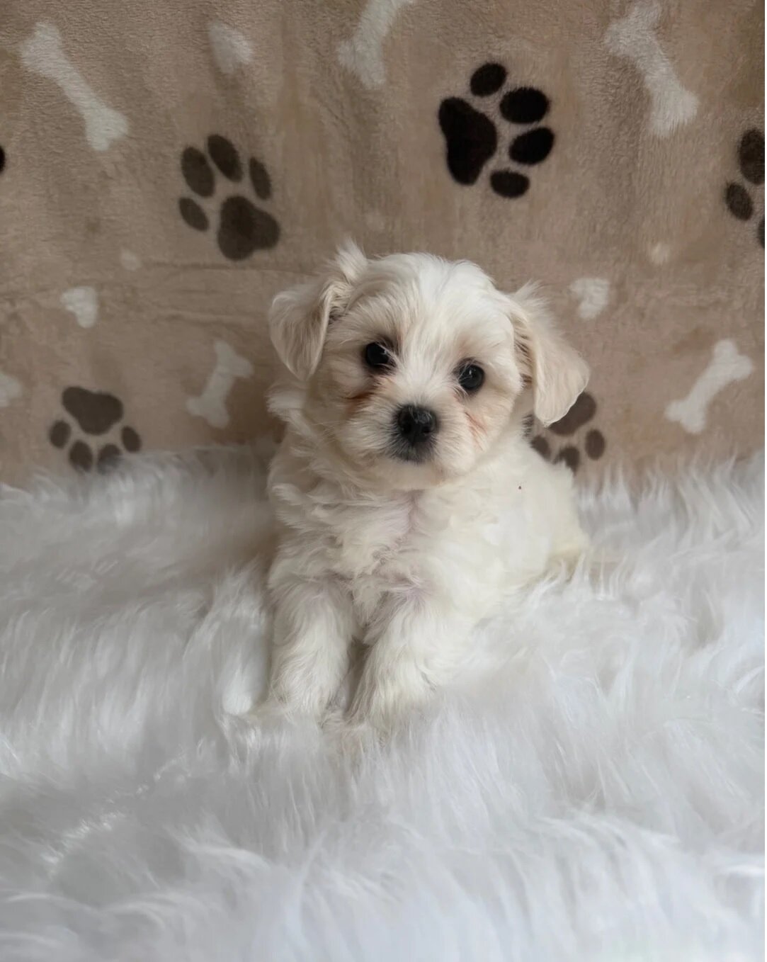 ADORABLE Maltipoo Puppy – Ready to Travel to You! image 1