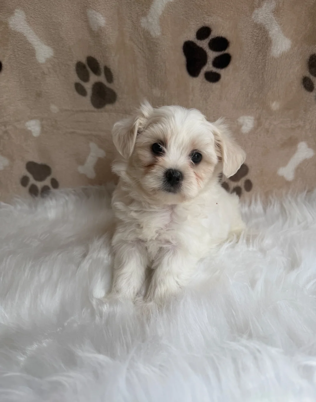ADORABLE Maltipoo Puppy – Ready to Travel to You! image 3