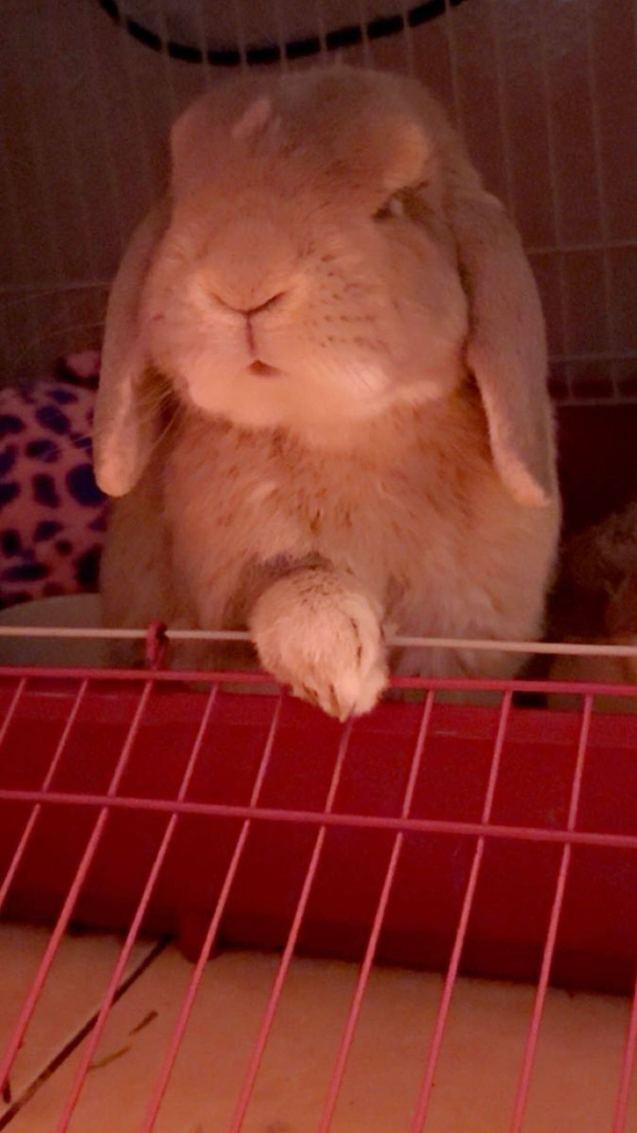 Adult holland lop bunny image 1