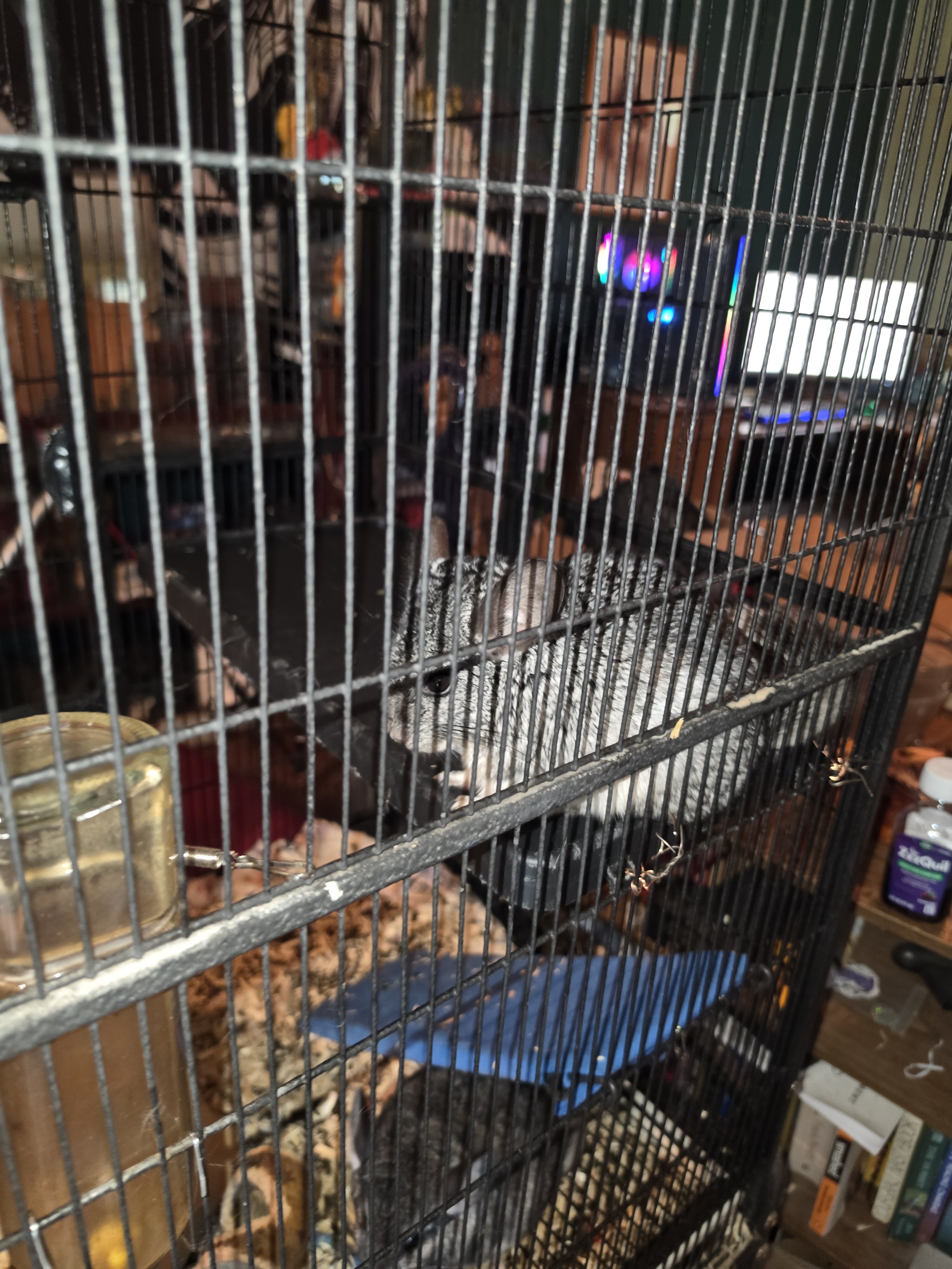 Chinchillas image 2