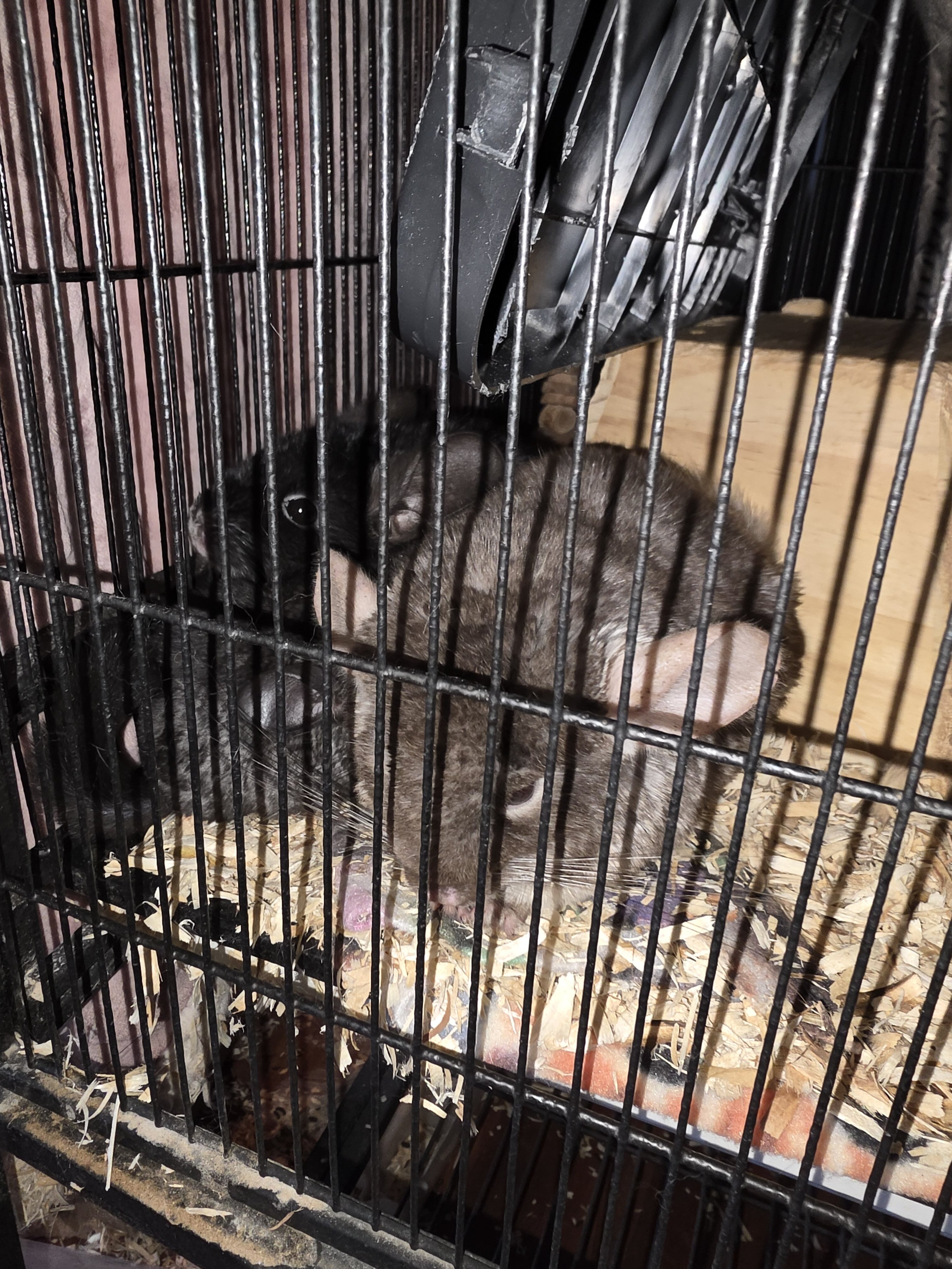 Chinchillas image 1