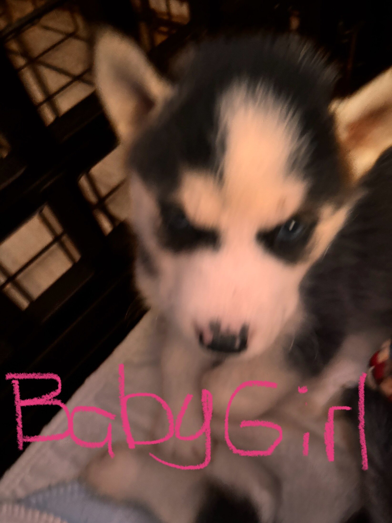 Siberian Huskies image 1