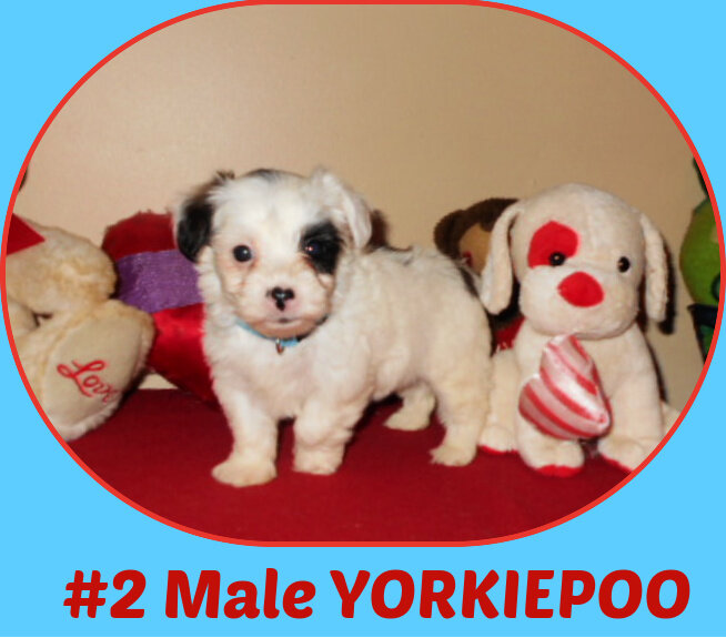 FIRST-GENERATION CKC POODLE and YORKIEPOO puppies image 1