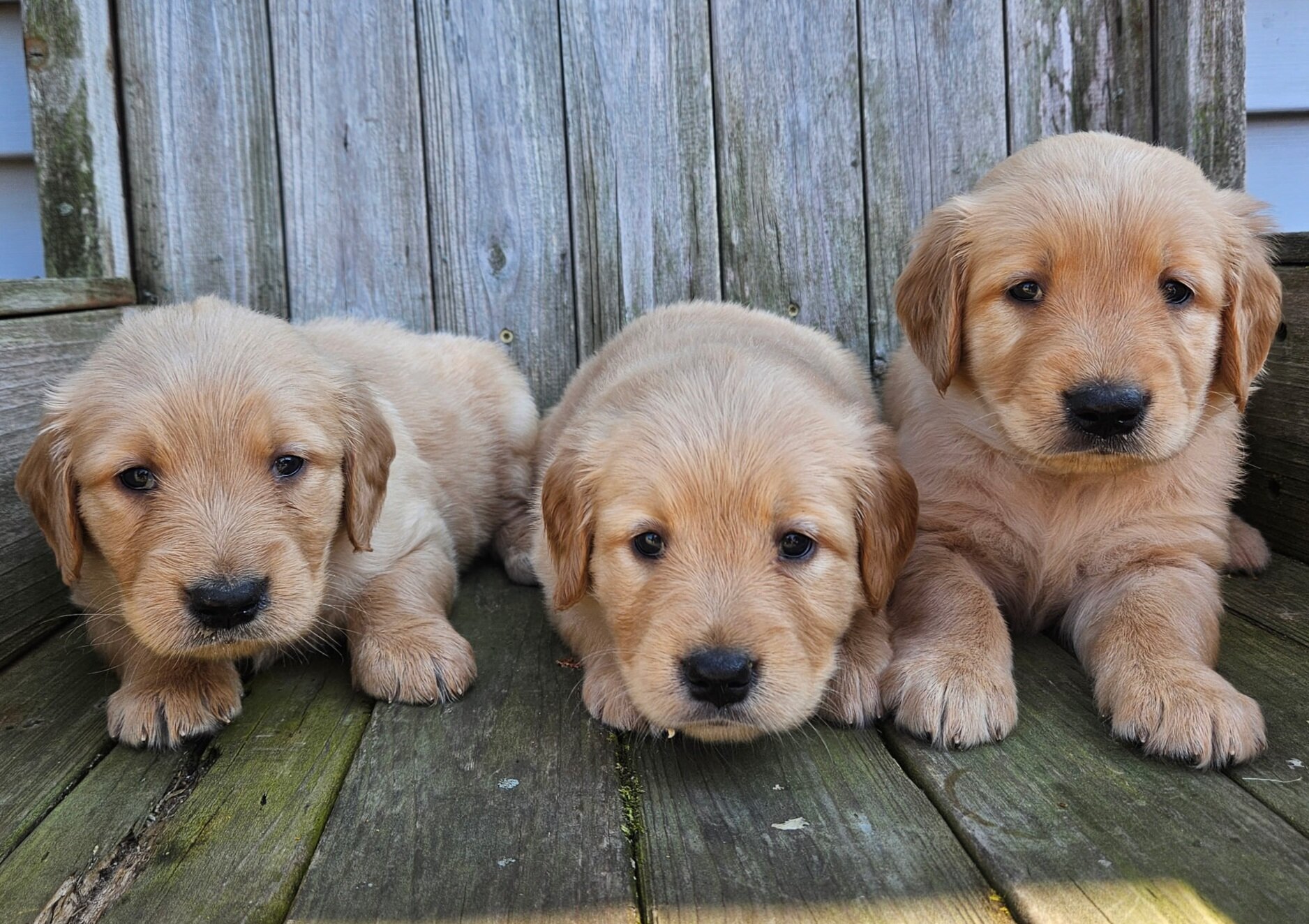 AKC Golden Retriever Puppies image 1