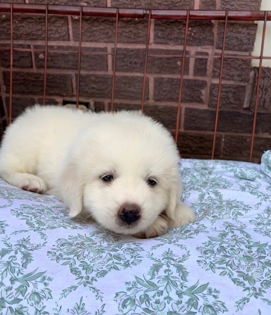 Great Pyreneese Puppies image 6