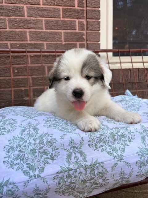 Great Pyreneese Puppies image 5
