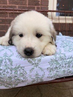 Great Pyreneese Puppies image 3