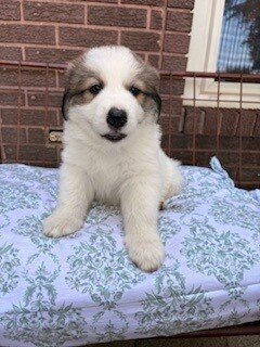 Great Pyreneese Puppies image 2