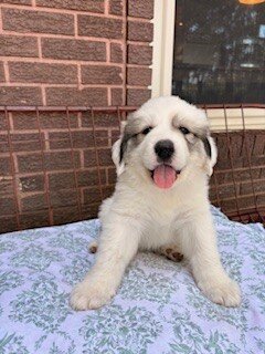 Great Pyreneese Puppies image 1