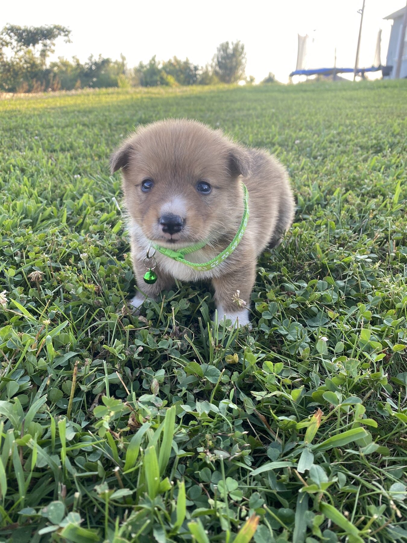 Corgi puppies image 8